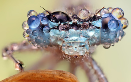Demoiselle, Ondrej Pakan 
