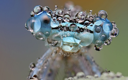Demoiselle, Ondrej Pakan 