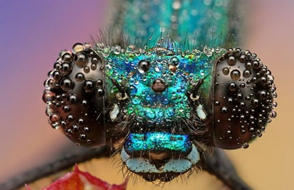 Demoiselle, Ondrej Pakan 