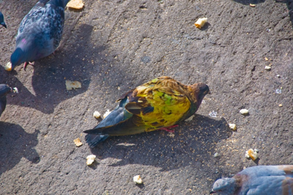Pigeon, Barcelone, 2010