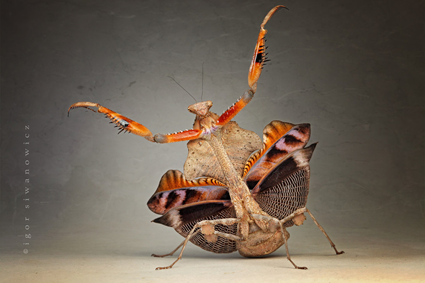 It's Just a Jump to the Left, Igor Siwanowicz