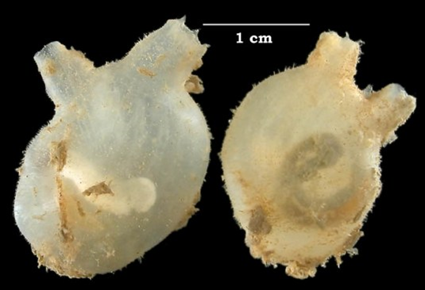 Molgula manhattensis