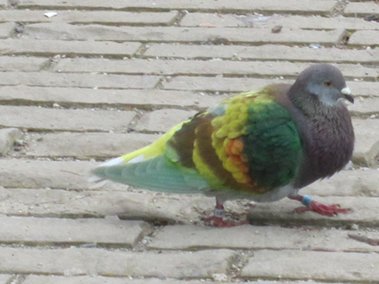 Pigeon, Barcelone, 2010