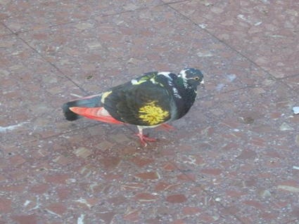 Pigeon Barcelone, Elsa Denker