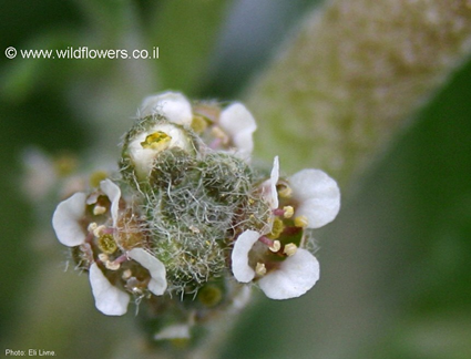 Roses De Jericho Agoravox Le Média Citoyen
