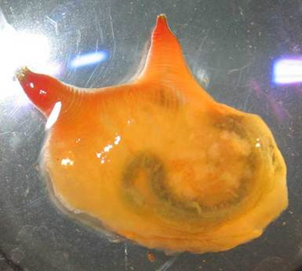 Molgula occidentalis