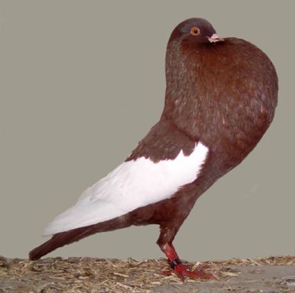 Schalaster Pouter