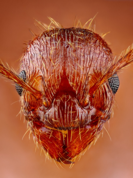 Myrmica Ant, Tomas Rak