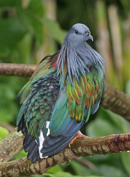 Pigeon de Nicobar
