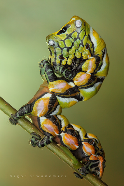 peekaboo, Brahmaea hearseyi, Igor Siwanowicz