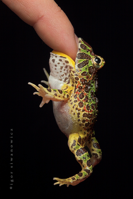 NOM, Ceratophrys cranwelli, Igor Siwanowicz