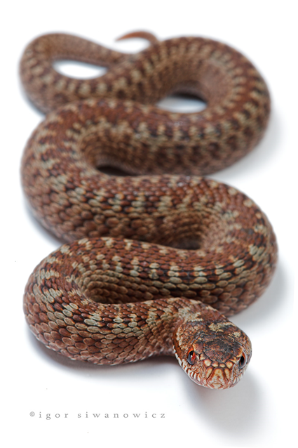 Viper I, Vipera berus, Igor Siwanowicz