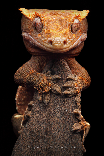 dragonbear, Rhacodactylus ciliatus, Igor Siwanowicz