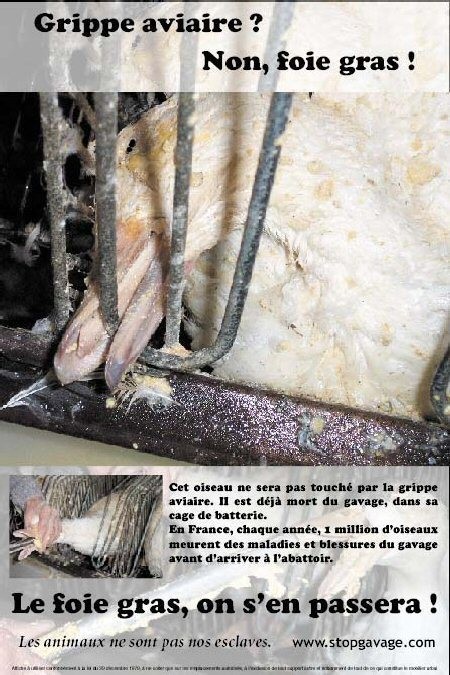 Affiche StopGavage