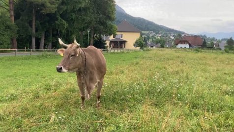Veronika, l'intelligence vache !