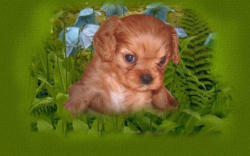 à Qui Le Ptit Chien Dans La Vitrine Wouf Wouf