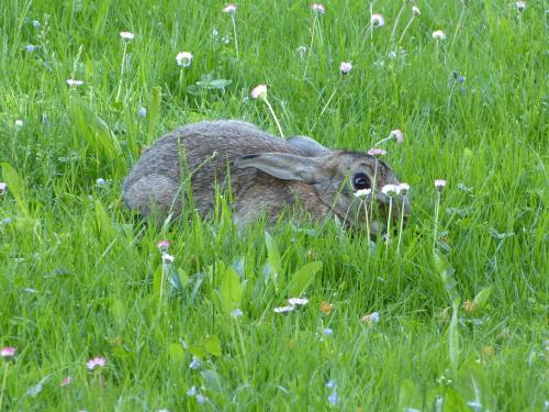 Jeune lapin sauvage, qui espère ne pas être remarqué (?)
