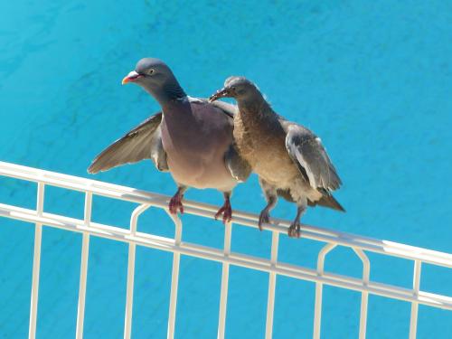Premier vol pour le jeune pigeon ramier.