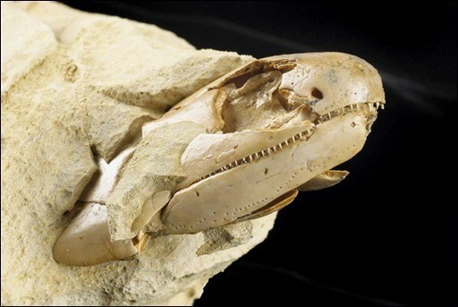 Plus poisson que salamandre, Gogonassus andrewsae émerge d'un sommeil de 380 millions d'années