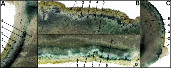 Image1-copie-1