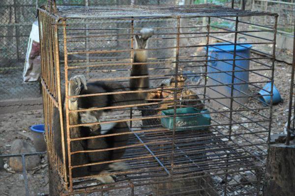 Un gibbon au « Wildlife Rescue Center » du DNP