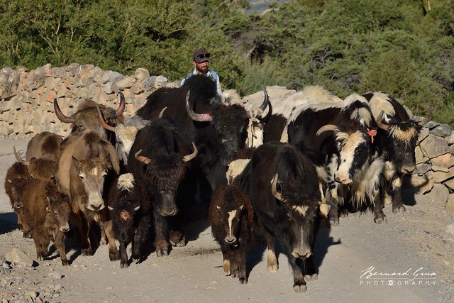 Les yaks avancent  un rythme soutenu, valle de Chapursan, vers Sost puis Gilgit  Bernard Grua