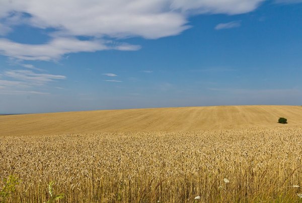 Fil:Wheat fields in Ukraine-5961.jpg