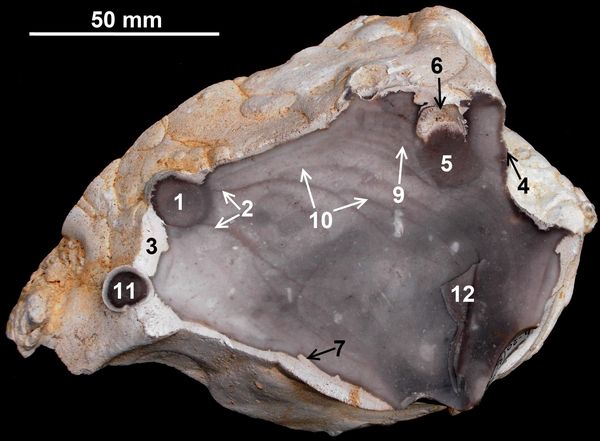 Figure 23 g