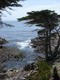 Cyprès