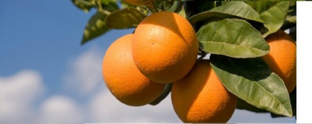 oranges {JPEG}