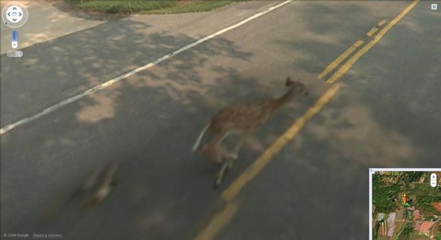 « Google a assassiné Bambi ! »