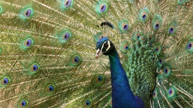 Quand le paon fait la roue P1 23 f285e 9a5d1