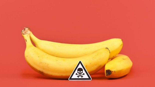 Le pesticide chlordécone utilisé aux Antilles est à l'origine du cancer de la prostate chez les hommes…