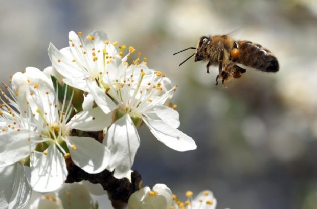 photo abeille- libre de droits {JPEG}