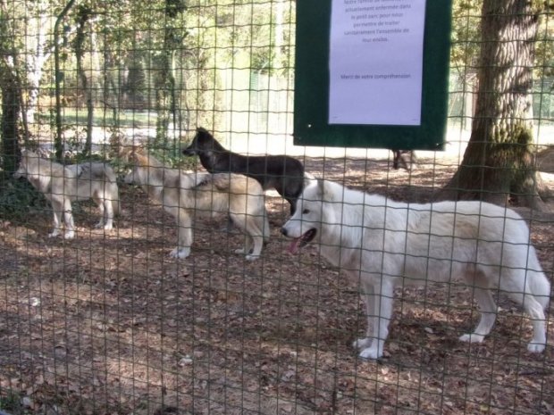 Le retour du loup en France et la cohabitation : mais qui a encore peur du canis lupus ? {JPEG}