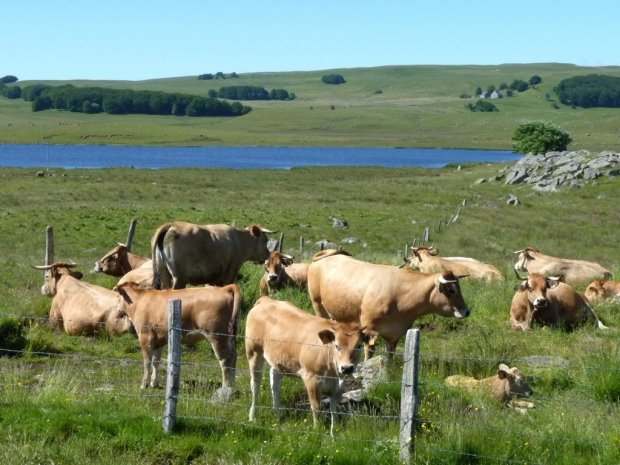 Aubrac : du granit, des vaches, et une incomparable sérénité
