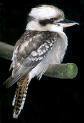 Kookaburra